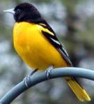 oriole