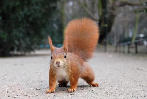 red-squirrel2